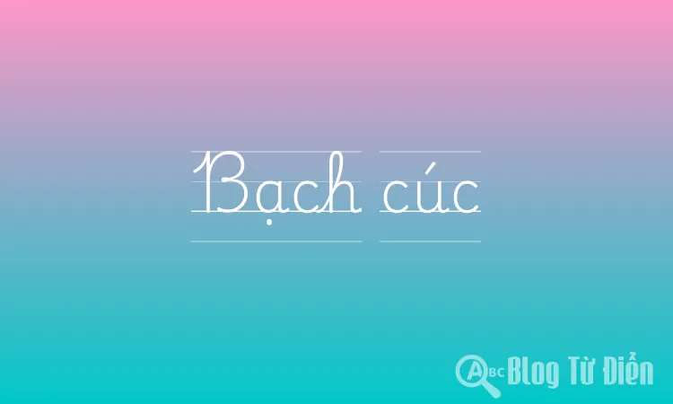 Bạch cúc