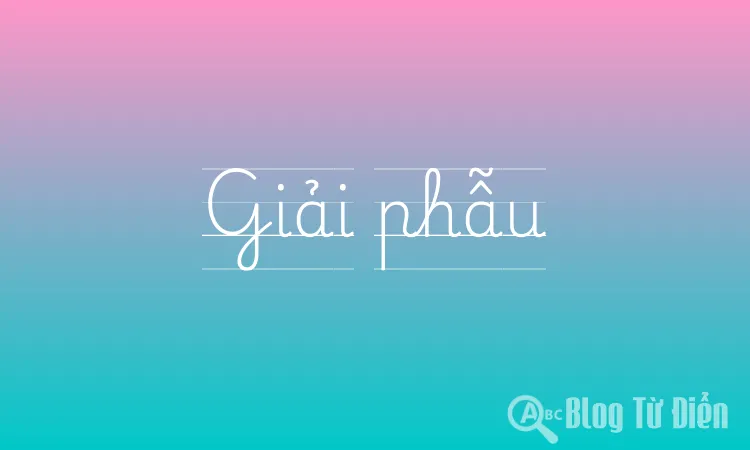 Giải phẫu