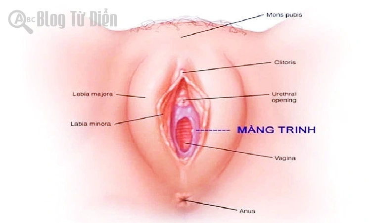 Phá trinh là gì?