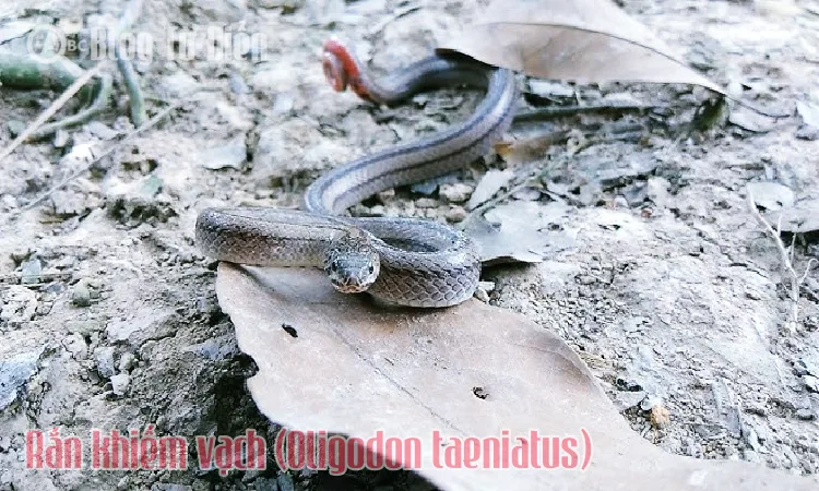 Rắn khiếm vạch (Oligodon taeniatus)