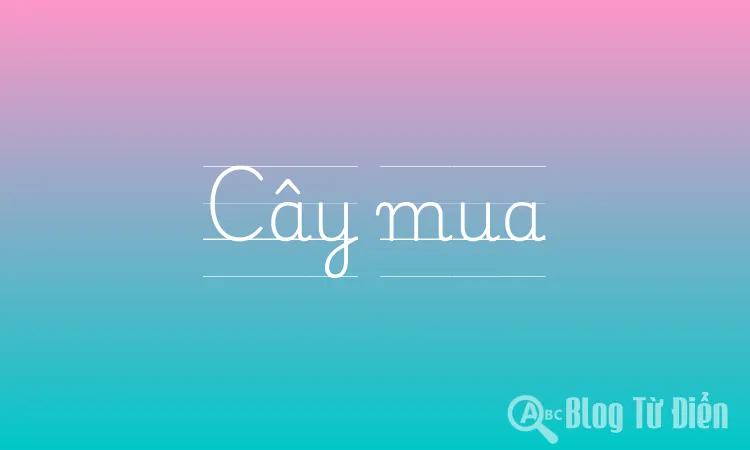 Cây mua