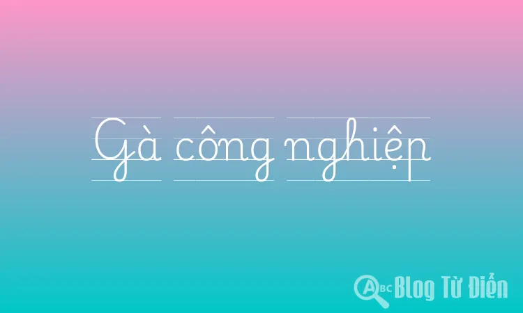 Gà công nghiệp