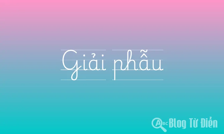 Giải phẫu