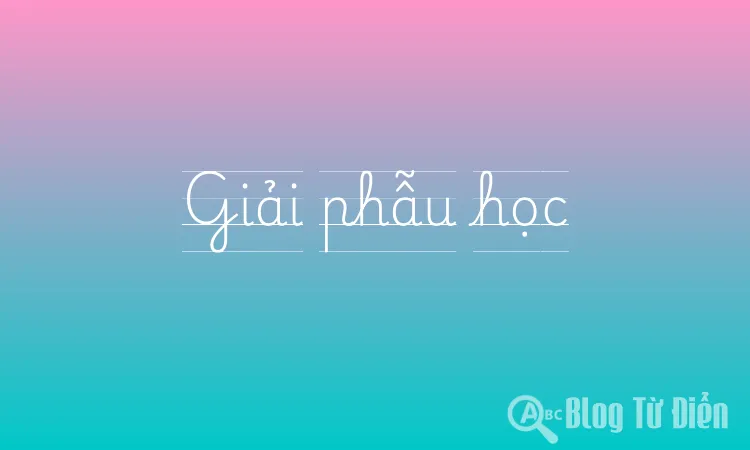 Giải phẫu học