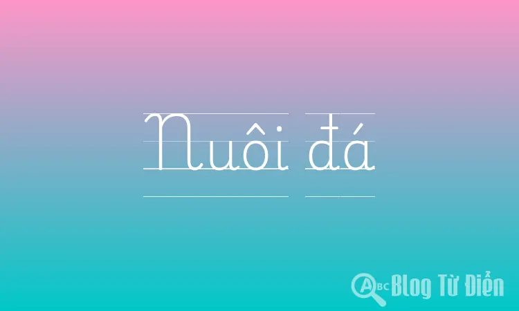 Nuôi đá