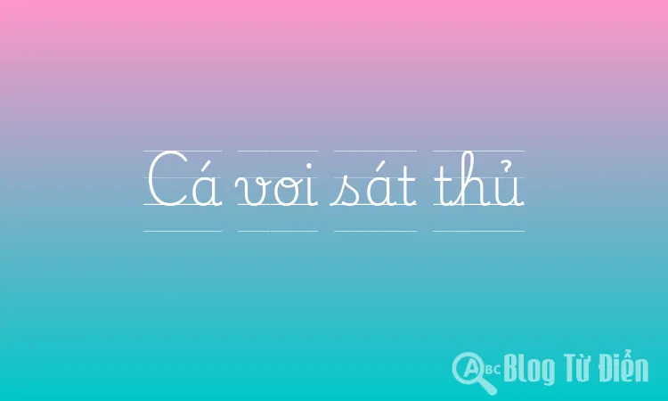 Cá voi sát thủ