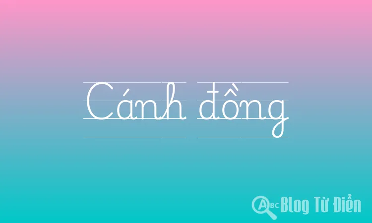 Cánh đồng
