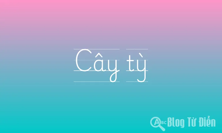 Cây tỳ