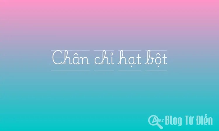 Chân chỉ hạt bột