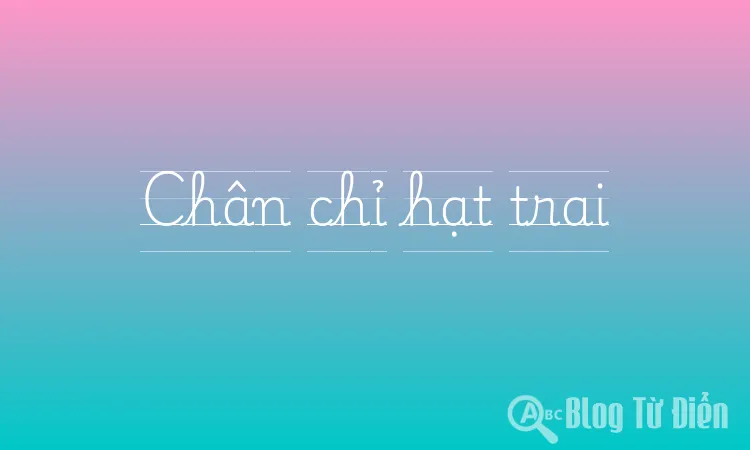 Chân chỉ hạt trai