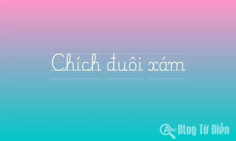 Chích đuôi xám