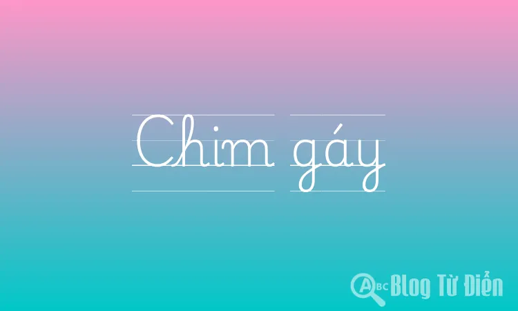 Chim gáy