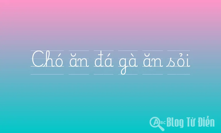 Chó ăn đá gà ăn sỏi