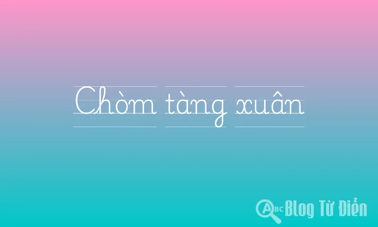 Chòm tàng xuân