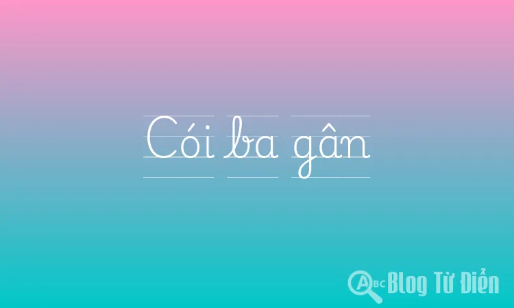Cói ba gân
