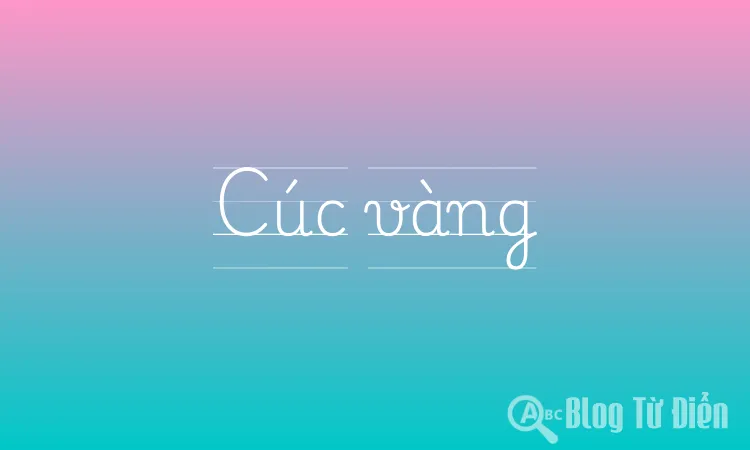 Cúc vàng