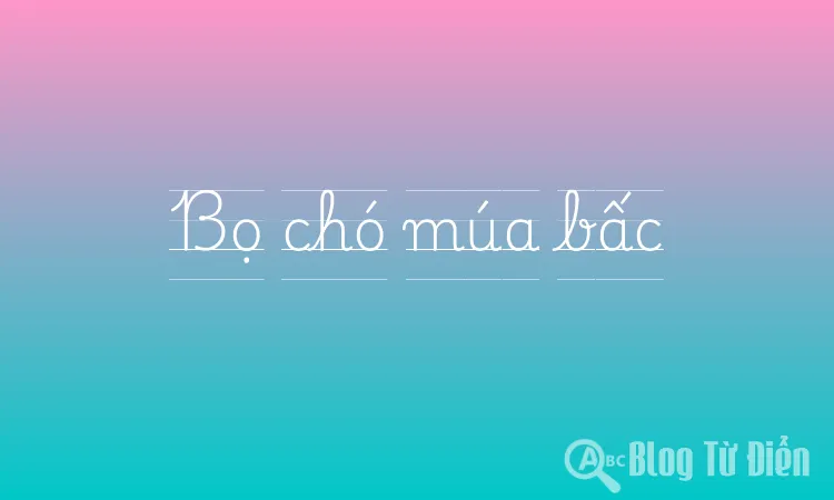 Bọ chó múa bấc