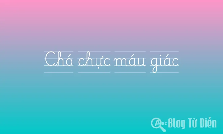 Chó chực máu giác