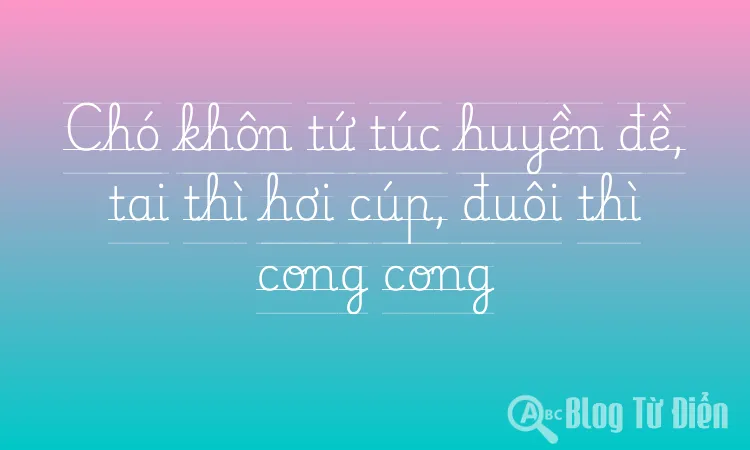 Chó khôn tứ túc huyền đề, tai thì hơi cúp, đuôi thì cong cong