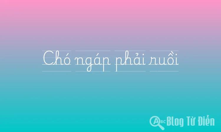Chó ngáp phải ruồi