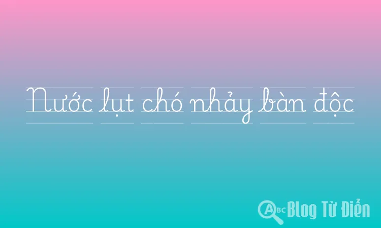 Nước lụt chó nhảy bàn độc