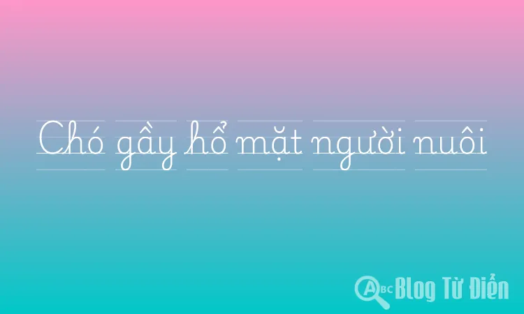 Chó gầy hổ mặt người nuôi